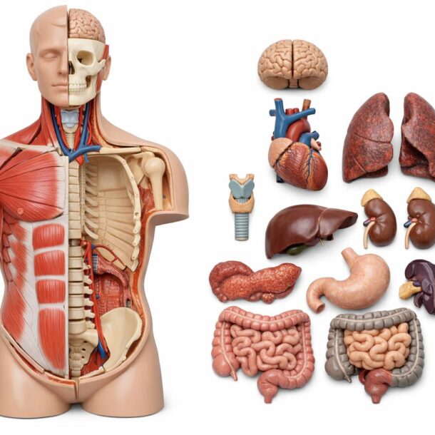 Profesjonalne anatomiczne modele wspierające praktyczną naukę anatomii