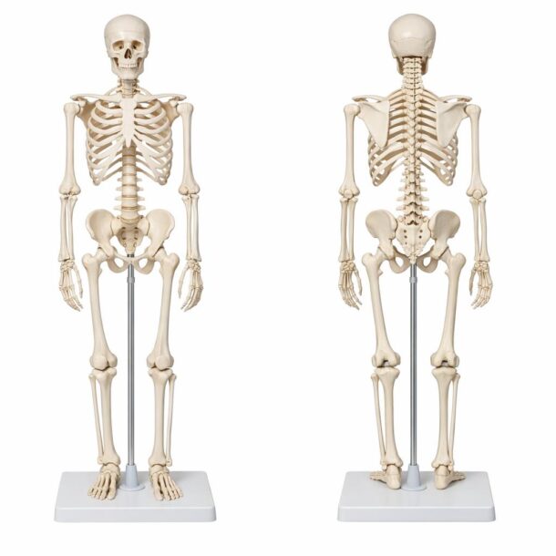 Modele anatomiczne dla studentów medycyny i fizjoterapii — praktyczny przewodnik